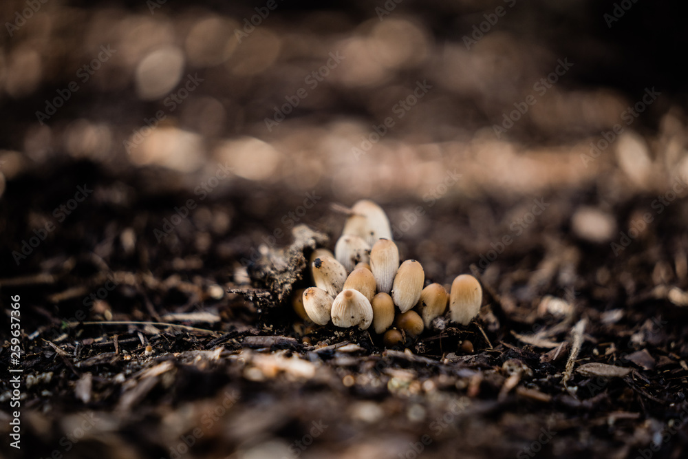 Cluster of California small mushrooms on bare dirt Cluster of California small mushrooms on bare dirt