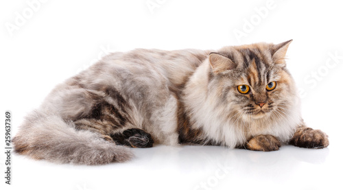 Thoroughbred British straight cat on a white background. Pet.