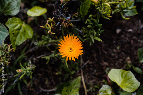 Bright orange succulent ice plant flower lampranthus aureus photo