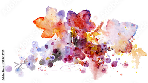 Multicolored grapes, watercolor illustration. Plant element for design and creativity. Beautiful vine on a white background. Beautiful watercolor fruits.