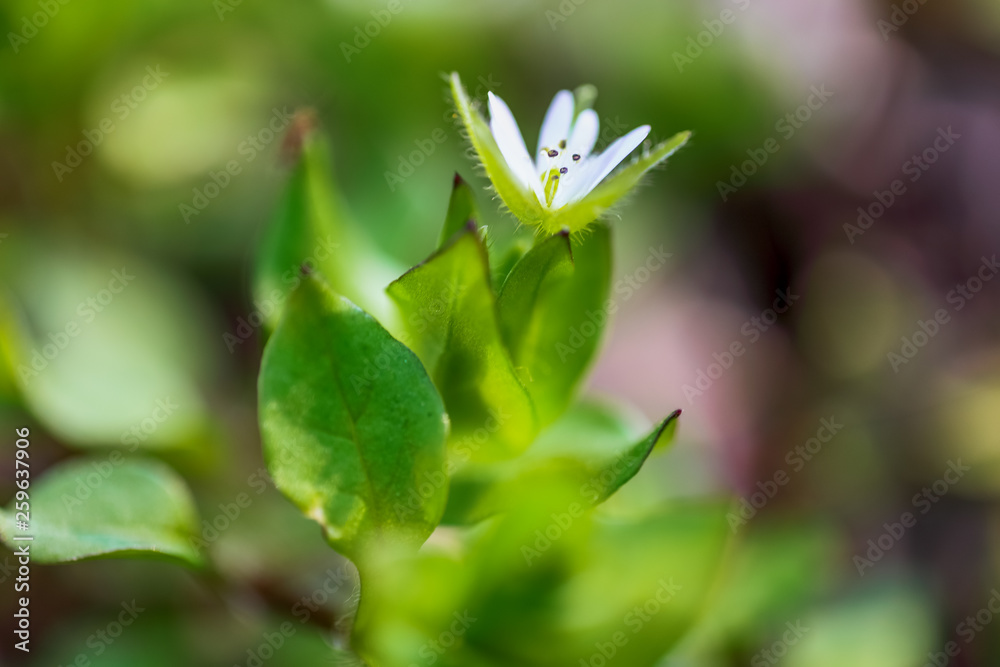 Macro World of Mother Nature - Plants and Flowers, Stellaria Media, Chickweed. Macro World of Mother Nature - Plants and Flowers, Stellaria Media, Chickweed.