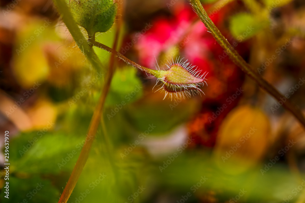 Obraz premium Macro World of Mother Nature - Plants and Flowers, Stellaria Media, Chickweed.