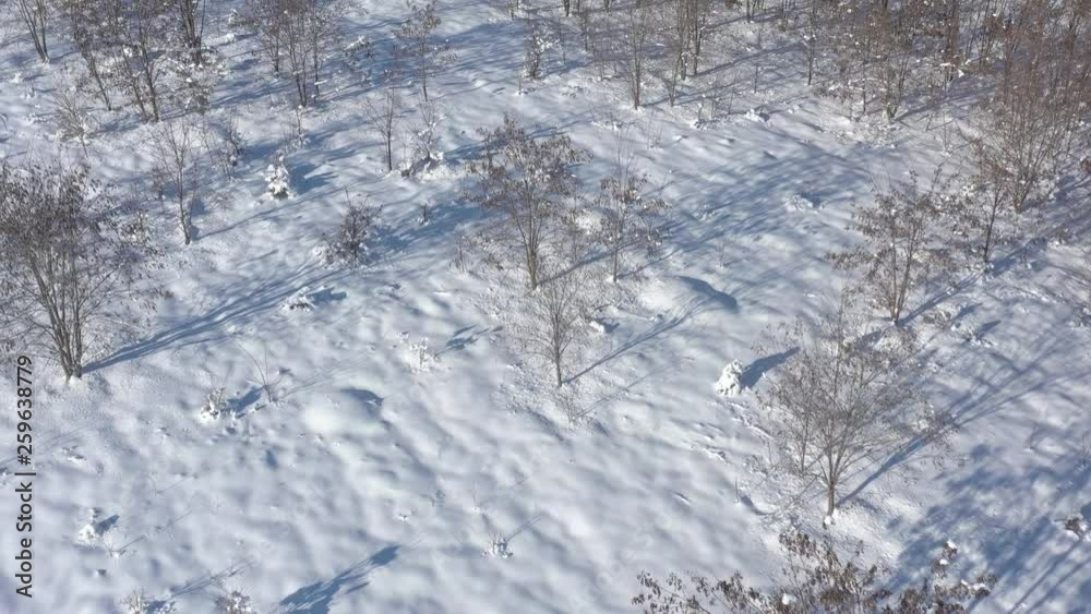 Tree shadows over snowed ground 4K aerial video Tree shadows over snowed ground 4K aerial video