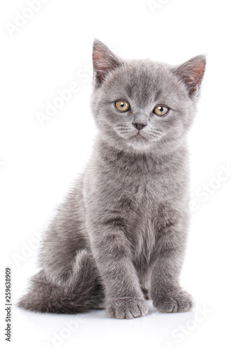 Scottish straight kitten. Isolated on a white background. Funny gray kitten © serkucher