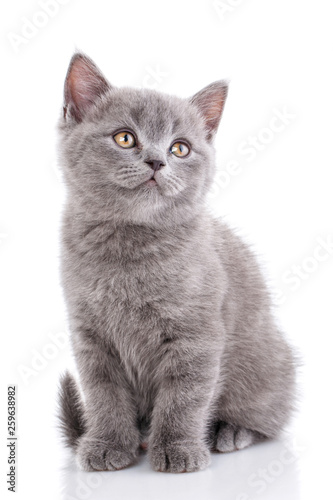 Fototapeta Naklejka Na Ścianę i Meble -  Scottish straight kitten. Isolated on a white background. Gray cat sits sideways