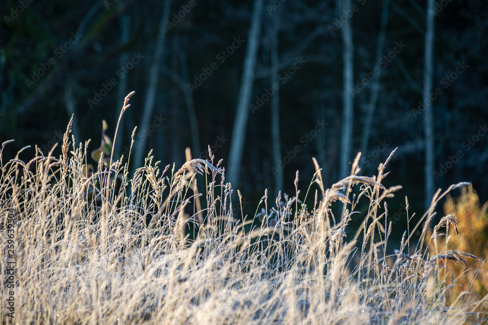 frost covered grass and tree leaves in sunny winter morning light frost covered grass and tree leaves in sunny winter morning light