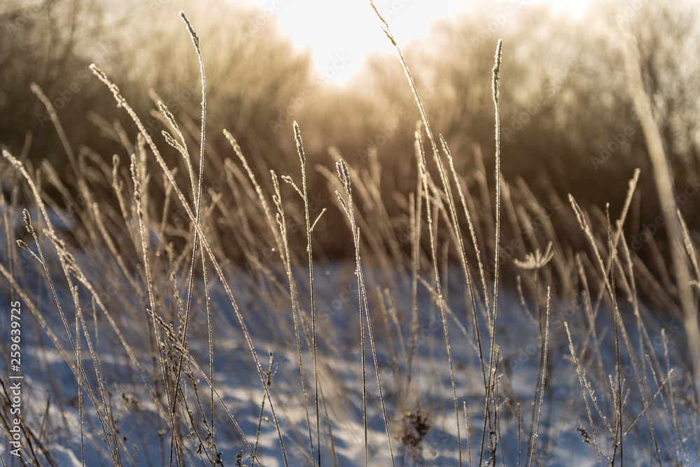 frost covered grass and birch tree branches leaves in sunny winter morning light frost covered grass and birch tree branches leaves in sunny winter morning light
