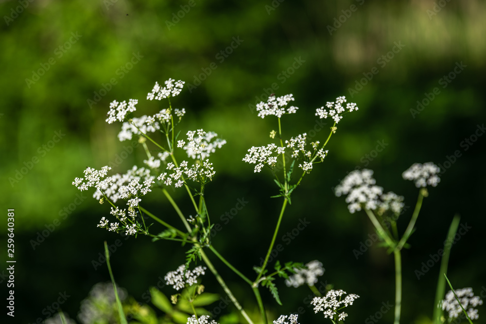 beautiful meadow with blooming flowers in sunny day beautiful meadow with blooming flowers in sunny day