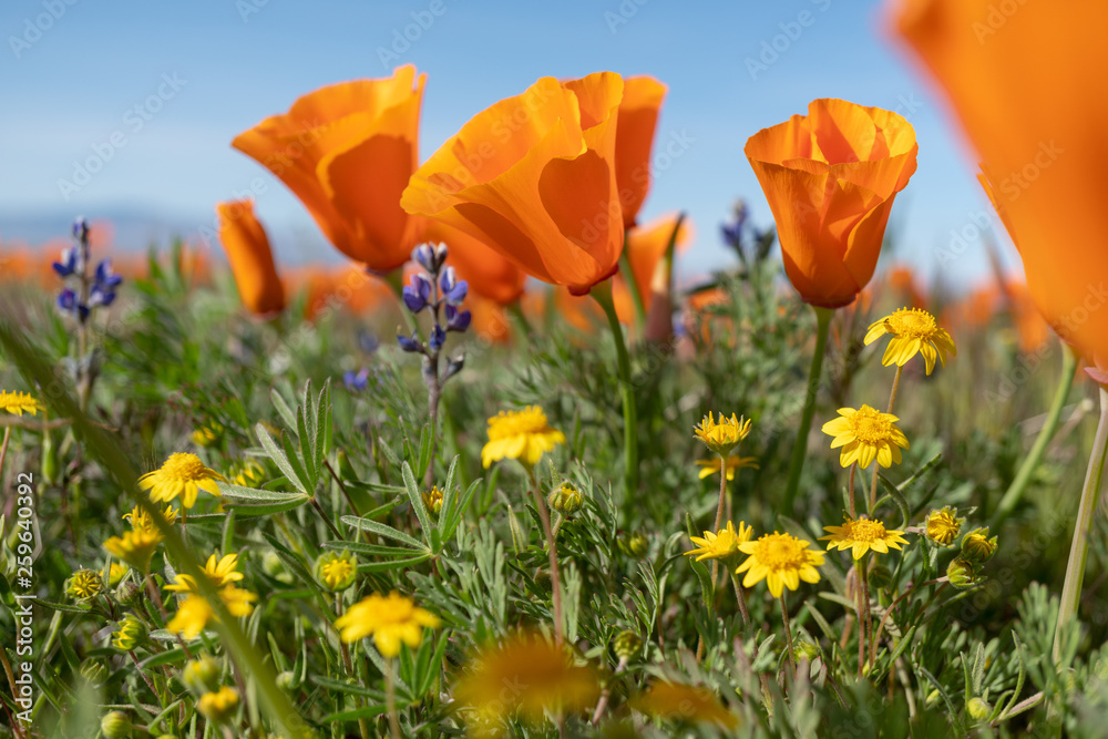 California Poppy super bloom California Poppy super bloom