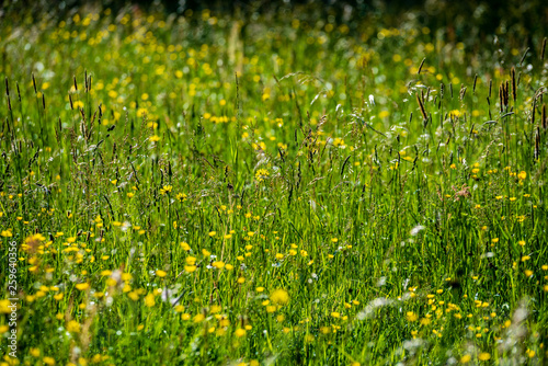 beautiful meadow with blooming flowers in sunny day