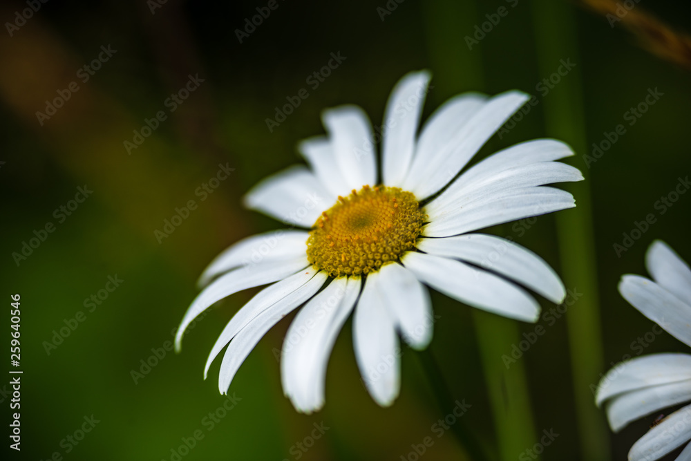 Fototapeta premium beautiful meadow with blooming flowers in sunny day