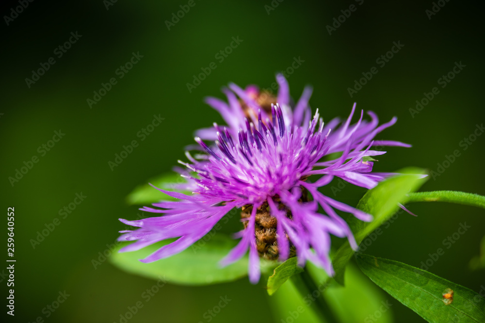 beautiful meadow with blooming flowers in sunny day beautiful meadow with blooming flowers in sunny day