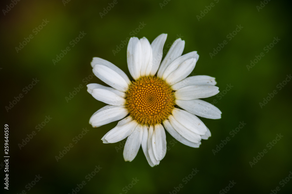 beautiful meadow with blooming flowers in sunny day beautiful meadow with blooming flowers in sunny day