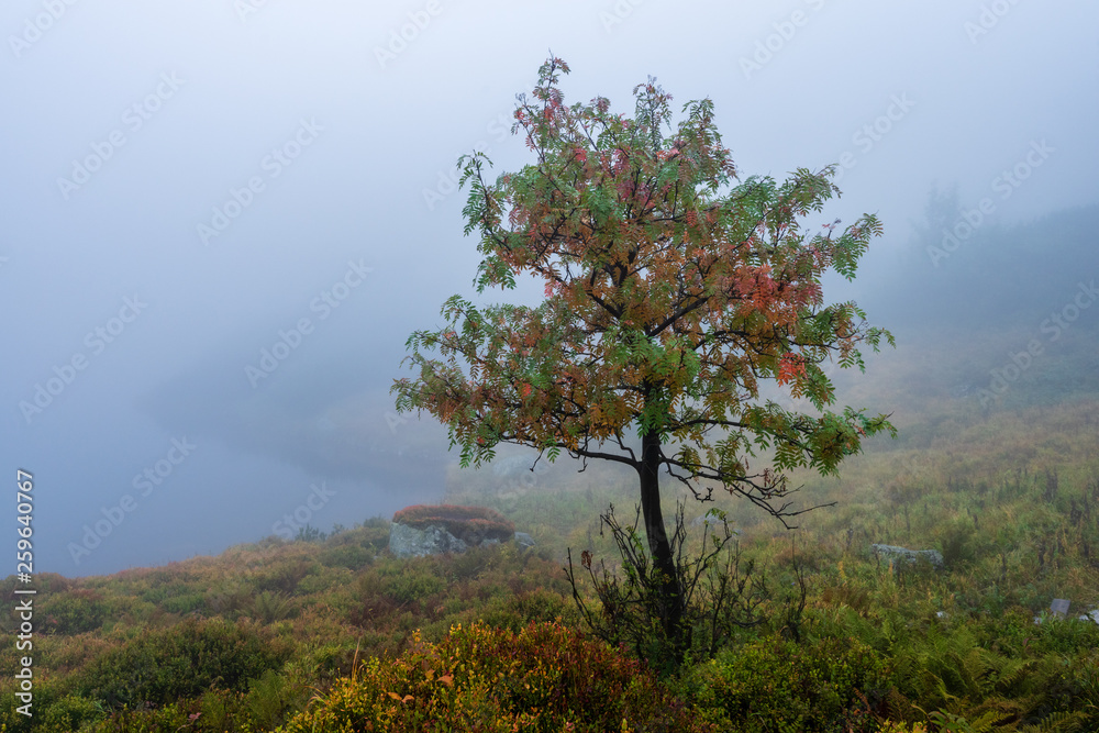 Obraz premium walking in wet misty autumn forest with fog and old trees