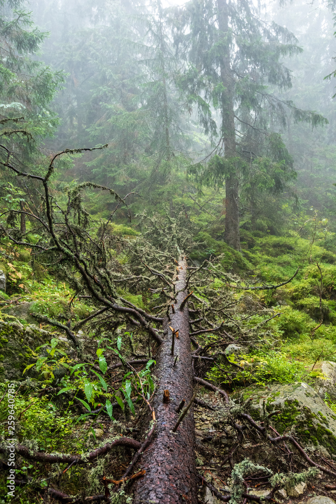 Fototapeta premium walking in wet misty autumn forest with fog and old trees