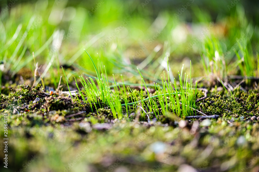 first green grass growing from naked spring soil first green grass growing from naked spring soil