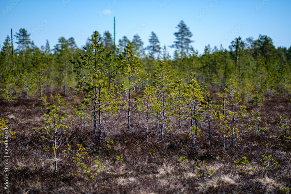 young pine trees in swamp area with blur background young pine trees in swamp area with blur background