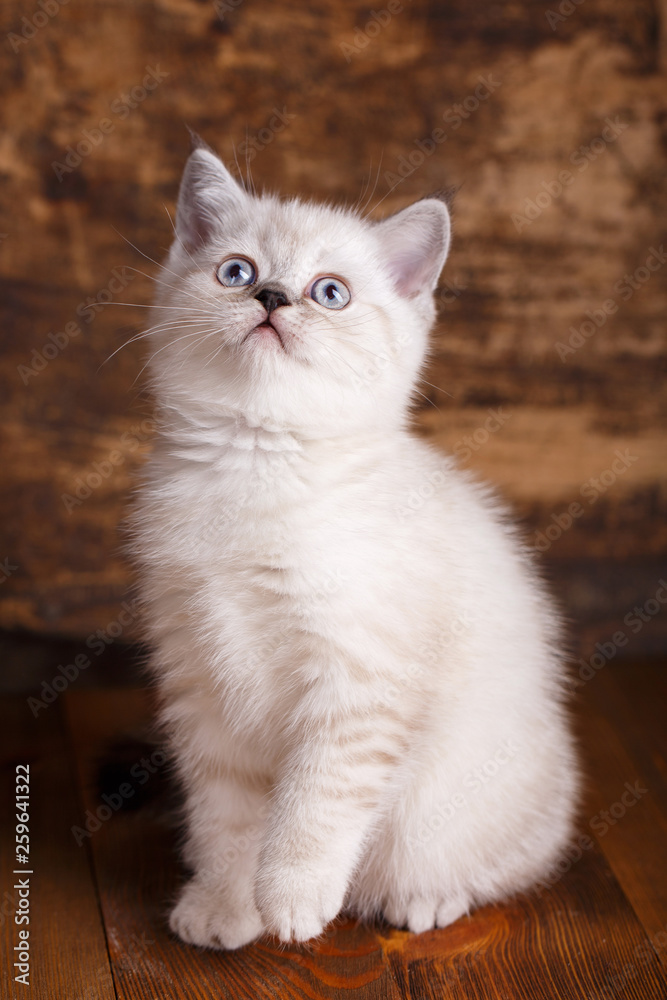 Scottish straight cat cream color. Fluffy white kitten looks up