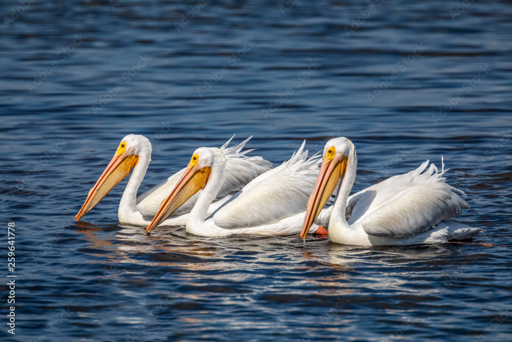 White Pelican Fishing Trio - Three American white pelicans fish together on the waters of Ding Darling National Wildlife Refuge on Sanibel Island, Florida. White Pelican Fishing Trio - Three American white pelicans fish together on the waters of Ding Darling National Wildlife Refuge on Sanibel Island, Florida.