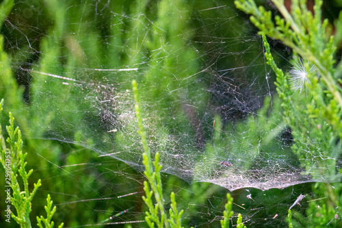 A parachute seed caught in a tangle web on blurred green conifer hedge branches in Krum, Southern Bulgaria