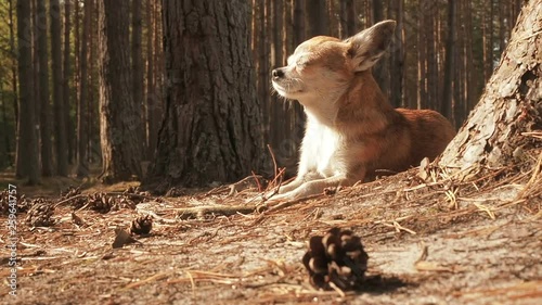Little cute chihuahua dog lying on nature and enjoying the spring sun. Chiwawa dog lying on the forest substrate of pine needles. Dog lies and rests on a path in the woods in the summer under the sun