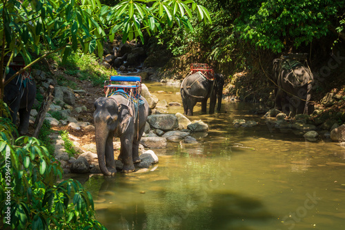 Thai elephants resting on riverbank in the jungle photo