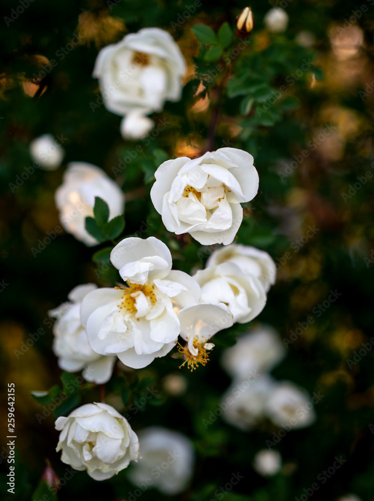 Fototapeta premium Blooming wild rose Bush in the spring.