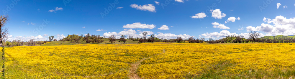 Super Bloom Panorama, Carrizo Plain, CA