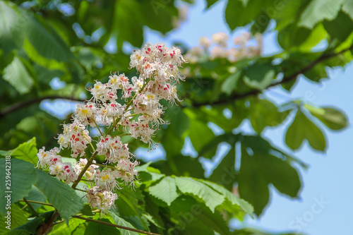 Blooming white chestnut closeup