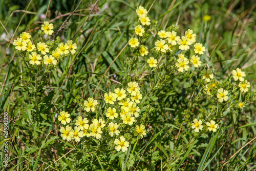 Background image in the form of small yellow wildflowers on the background of green grass