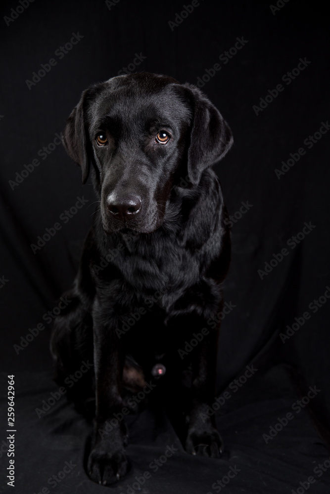 Cute black dog looking at camera on black background