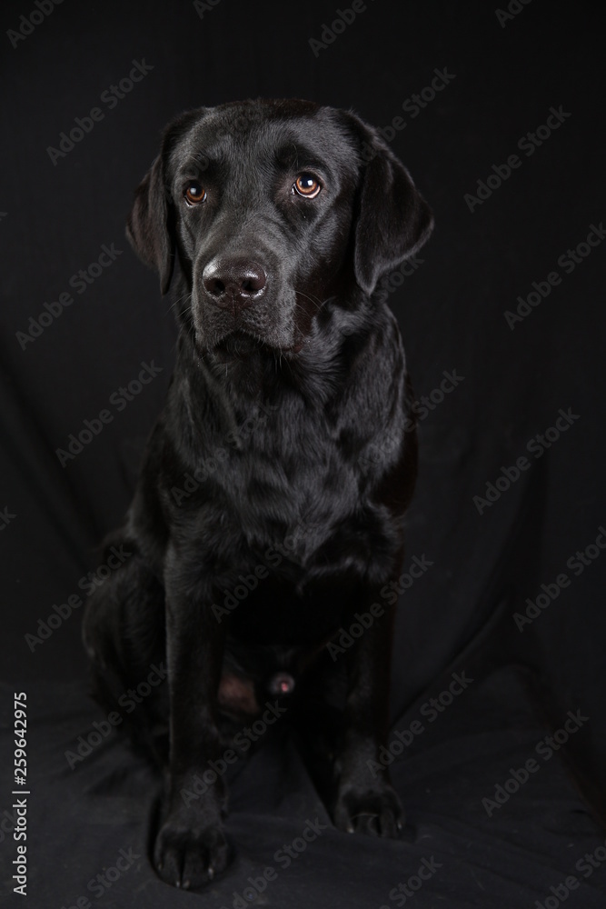 Cute black dog looking at camera on black background Cute black dog looking at camera on black background