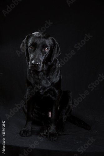 Fototapeta Naklejka Na Ścianę i Meble -  Cute black dog looking at camera on black background