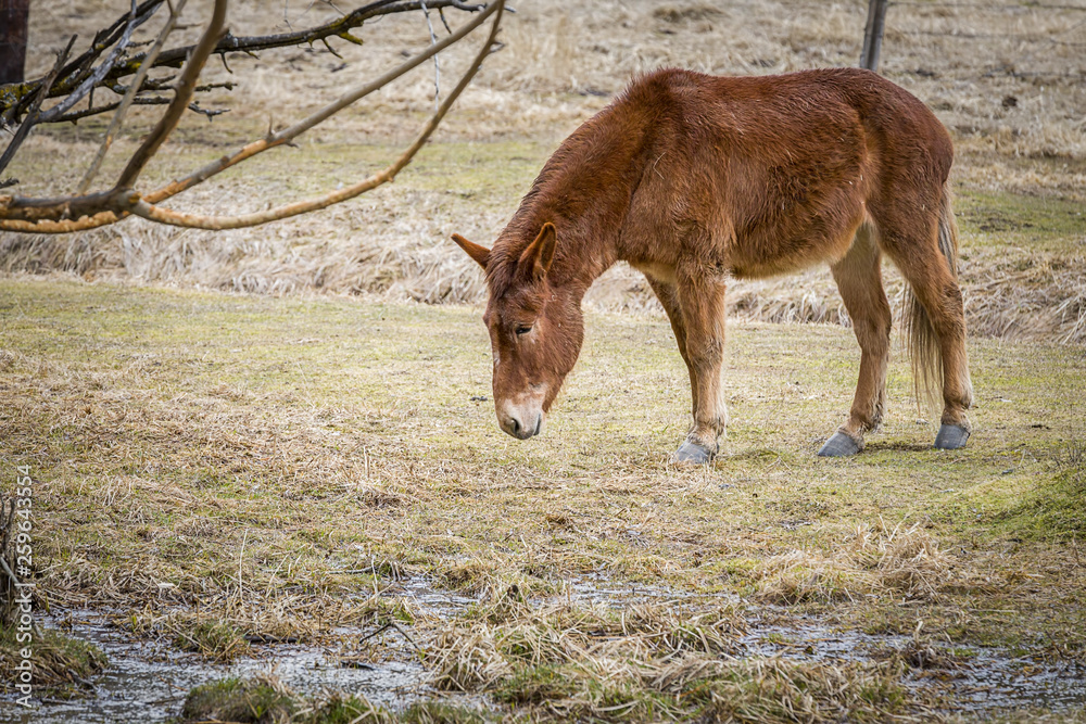 Mule grazes in a wet grassy pasture. Mule grazes in a wet grassy pasture.