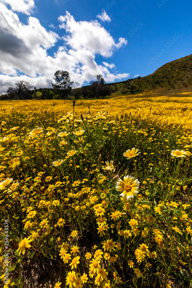 Yellow Flowers in California Valley, Super Bloom