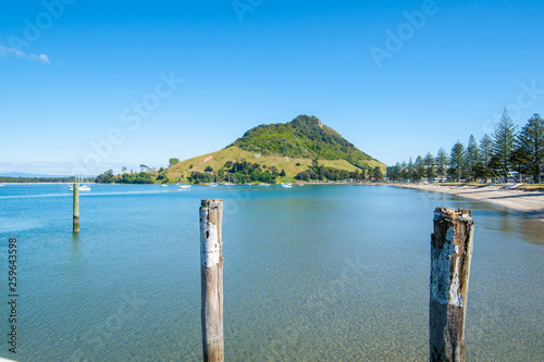 Curving shape of Pilot Bay beach with norflok pines to landmark Mount Maunganui photo