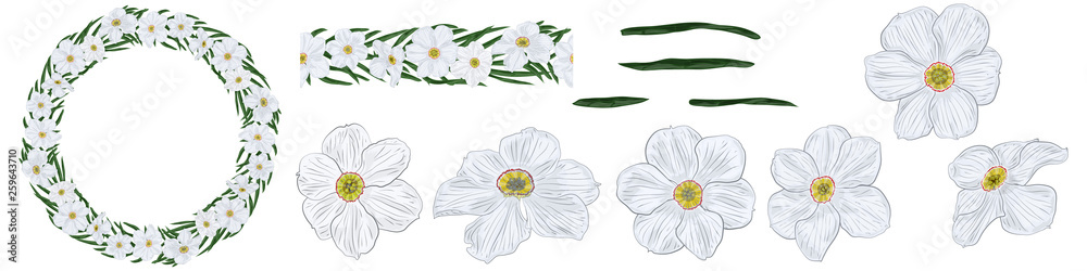 Obraz premium Set of elements for a botanical ornament of white narcissus flowers and green leaves. Wreath, patterned seamless brush, individual flowers.