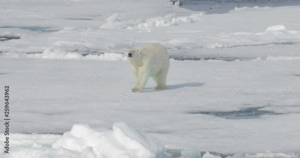 Polar Bear walking on broken sea ice Long shot of white Polar Bear walking on broken sea ice, Spitsbergen Norway Polar Bear walking on broken sea ice Long shot of white Polar Bear walking on broken sea ice, Spitsbergen Norway