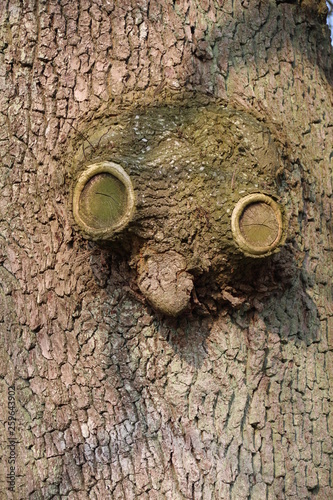 Alter Baum mit Gesicht in der Rinde - Eule oder Maulwurf photo