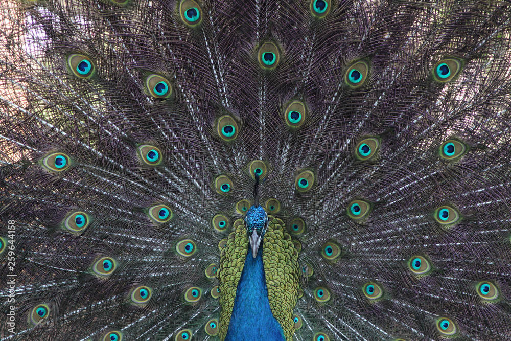 Obraz premium peacock with feathers out