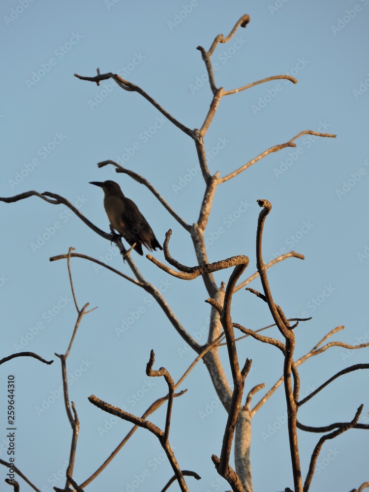 bird on branch