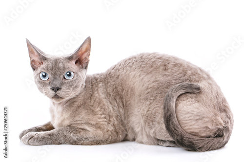 Fotografie Pure-bred devon rex cat portrait