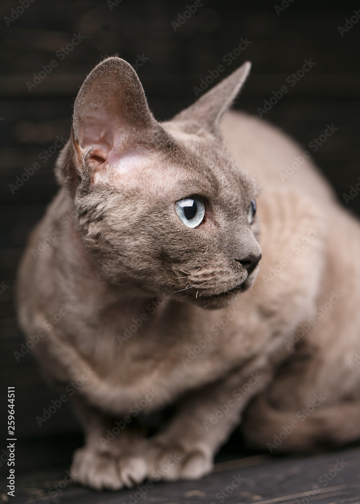 Lying devon rex cat.