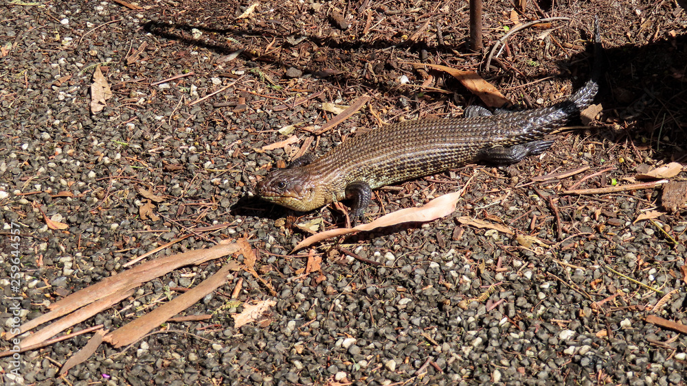 Fototapeta premium Cunningham's Skink in natural habitat in Melbourne Museum