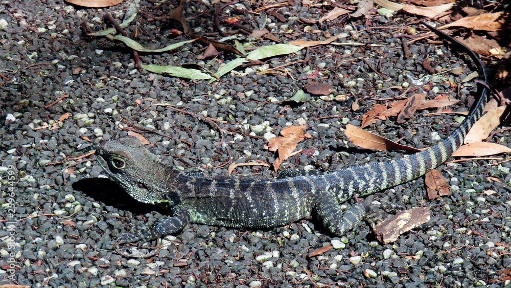 Obraz premium Australian Dragon Lizard in rain forest at Melbourne Museum