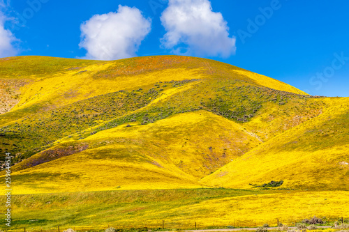 Yellow Flowers bloom on Mountainside 