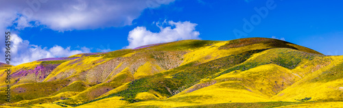 Obraz na płótnie Yellow Flowers Bloom on Mountains in Super Bloom