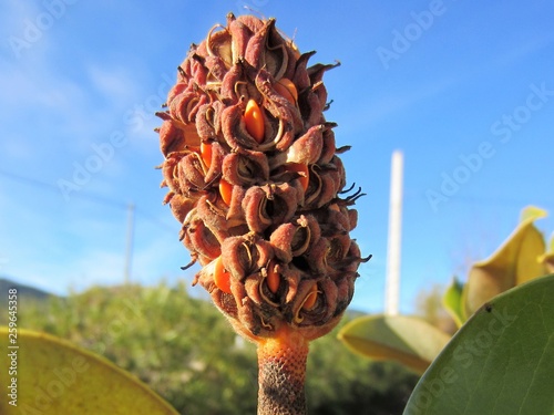 Slika na platnu Magnolia grandiflora seed head