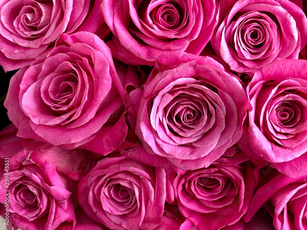 Full frame shot of pink rose buds Full frame shot of pink rose buds