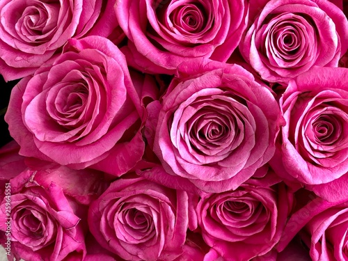 Full frame shot of pink rose buds